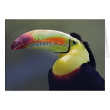 Senor Tuco Card