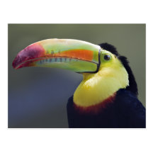 Senor Tuco Postcard