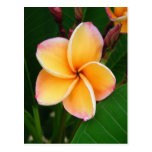 Sens tropicaux carte postale