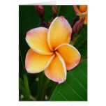 Sens tropicaux cartes de vœux