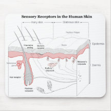 Sensory Receptors in the Human Skin Diagram Mouse Pad