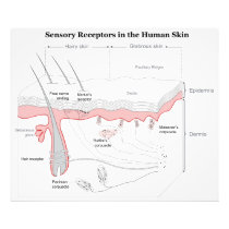 Sensory Receptors in the Human Skin Diagram Photographic Print