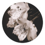 Sepia Alstroemeria Lily Sticker