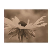 Sepia Black Eyed Susan Flower Photo Postcard