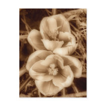 Sepia crocuses post cards