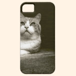 Sépia de chat coques case-mate
