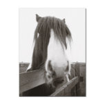 Sepia Horse Portrait Postcard