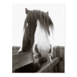 Sepia Horse Portrait Postcard postcards