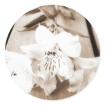 Sepia Lily Sticker