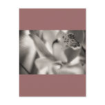 Sepia Orchid, template, Post Card