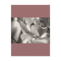 Sepia Orchid, template, Post Card