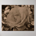Sepia Rose Flower Photography Poster Print