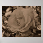 Sepia Rose Flower Photography Poster Print
