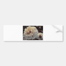 sepia roses bumper stickers