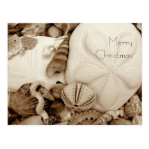 Sepia Sand Dollar Christmas Postcards