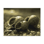 Sepia Shells postcards