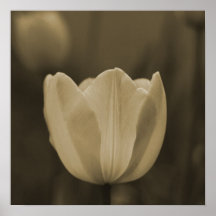 Sepia Tone Single Tulip Flower Imaginative Imagery Print