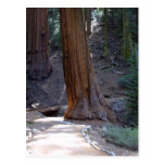 Seqoias Trees Trails Post Cards