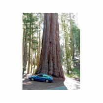 Sequoia Car Tree Photo Cutout