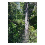 Sequoia Forests Greeting Card