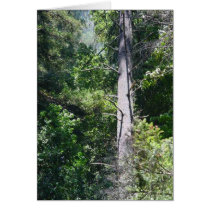 Sequoia Forests Greeting Card