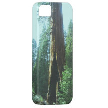 Sequoia in a Green Mist iPhone 5 Covers