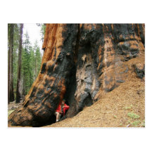 Sequoia National Park Post Card