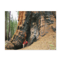 Sequoia National Park Post Card