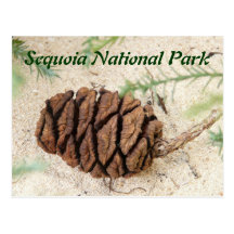 Sequoia National Park Postcard
