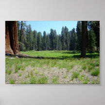 Sequoia  poster