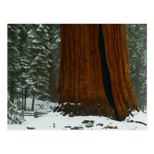Sequoia Tree in Winter Postcard