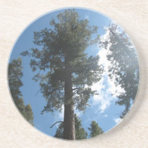 Sequoias Coasters