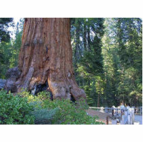 Sequoias Forrests Bark Fences Photo Sculpture