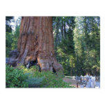 Sequoias Forrests Bark Fences Post Cards