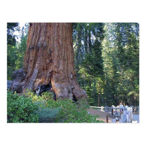 Sequoias Forrests Bark Fences Post Cards
