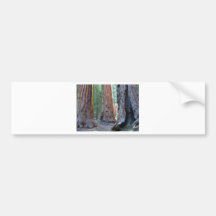 Sequoias Tree Forests Bumper Stickers