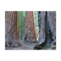 Sequoias Tree Forests Postcards