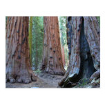 Sequoias Tree Forests Postcard
