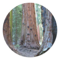 Sequoias Tree Forests Sticker
