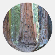 Sequoias Tree Forests Sticker
