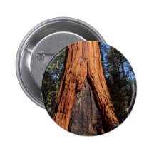 Sequoias Trees Giants Burned Bark Buttons