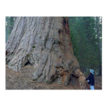 Sequoias Trees Giants Post Card