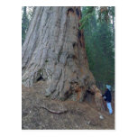Sequoias Trees Giants Post Cards
