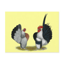 Serama Bantams Postcard