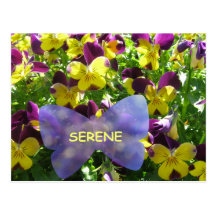 Serene Pansy Postcard