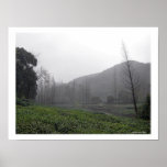 Serene Tea Farm/Hangzhou, Zhejiang China Poster
