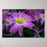 Sérénité Posters