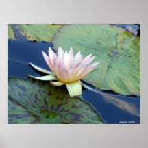 Serenity Print