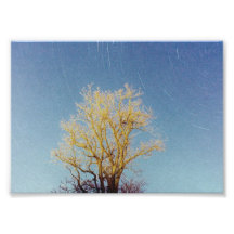 Série d'arbre - #2 photographe