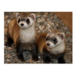 Série Noir-Aux pieds de faune de furet # carte pos